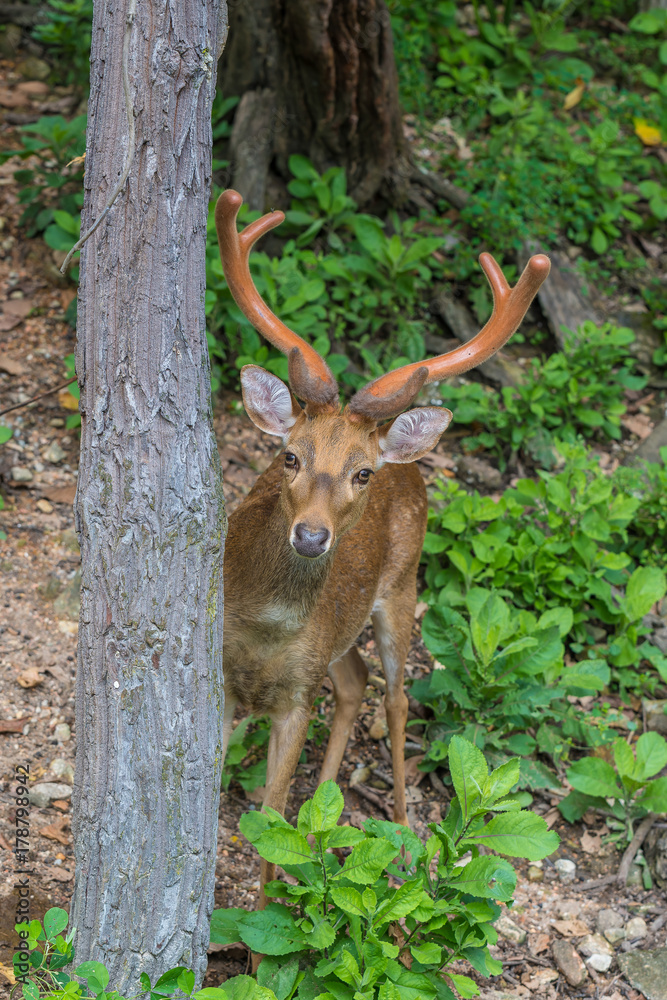 A male brow-antlered deer in suspicious stare