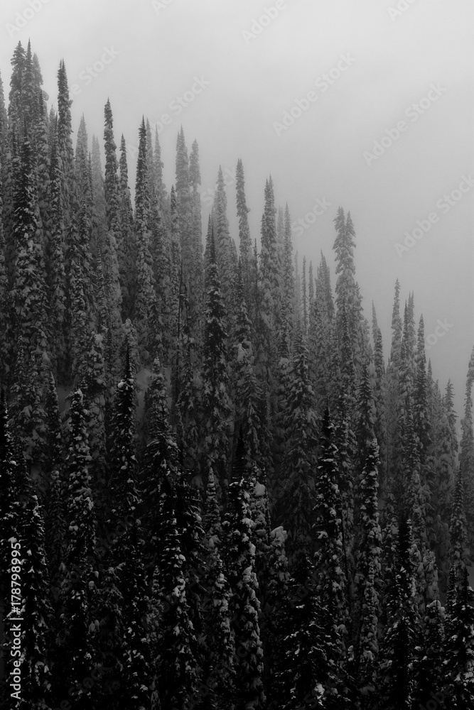 Snowing trees in the fog Snowing trees in the fog