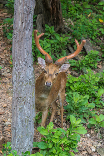 A male brow-antlered deer in suspicious stare