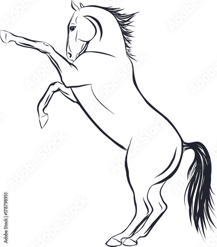 Sketch of the horse standing on hind legs.