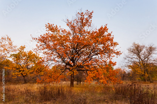 closeup red oak tree among a autumn plain
