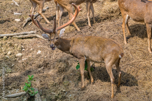 A male brow-antlered chewing the hay