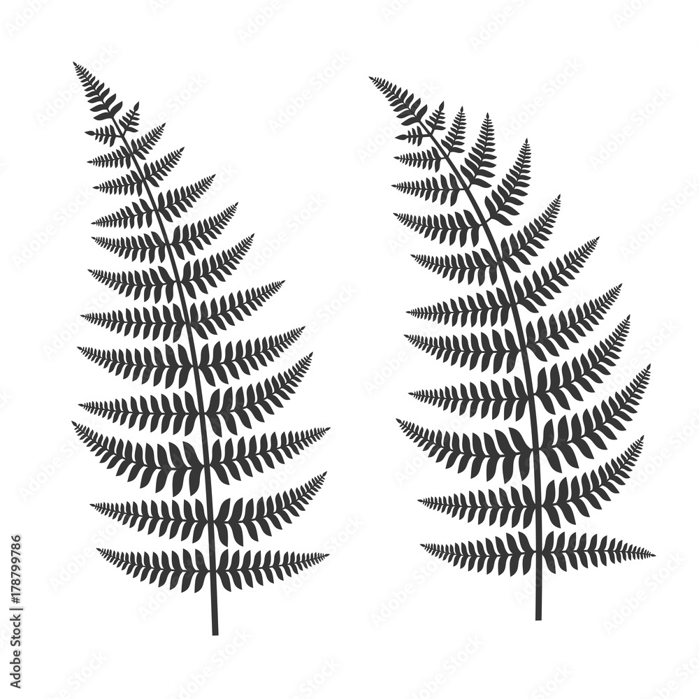 Fern Leaf Set