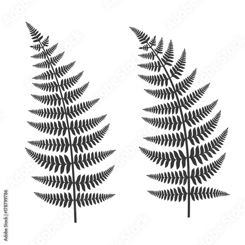Fern Leaf Set