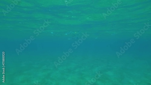 Shoal of young Needlefish eating toast bread, this unusual for this predator behavior was taken  
 photo