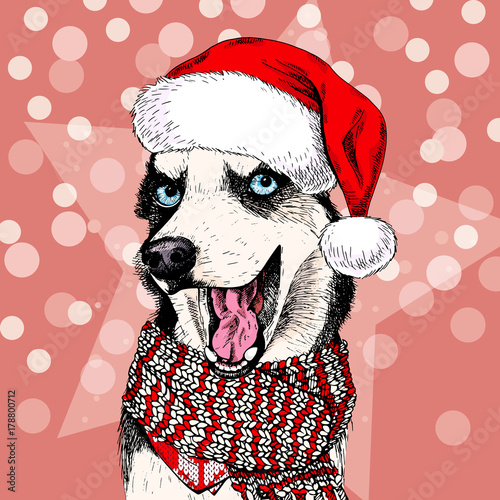 Close up vector portrait of Siberian husky dog wears Santa hat and scarf. Isolated on star and sparkle lights. Skecthed color illustraion. Christmas, Xmas, New year. Party decoration, greeting card