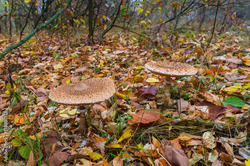 closeup umbrella mushroom in a autumn forest