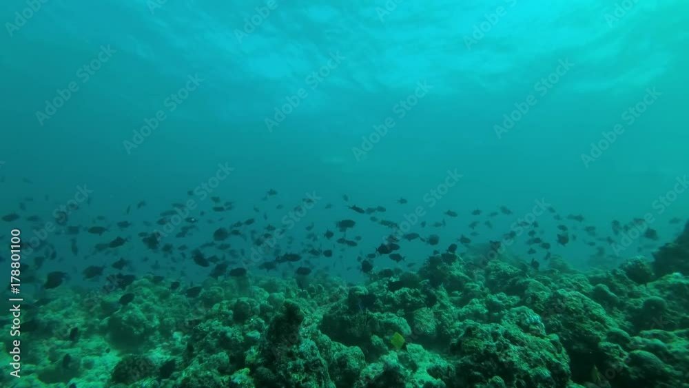 massive school of Red-toothed triggerfish (Odonus niger) swim over coral reef in blue water, Indian Ocean, Maldives
massive school of Red-toothed triggerfish (Odonus niger) swim over coral reef in blue water, Indian Ocean, Maldives