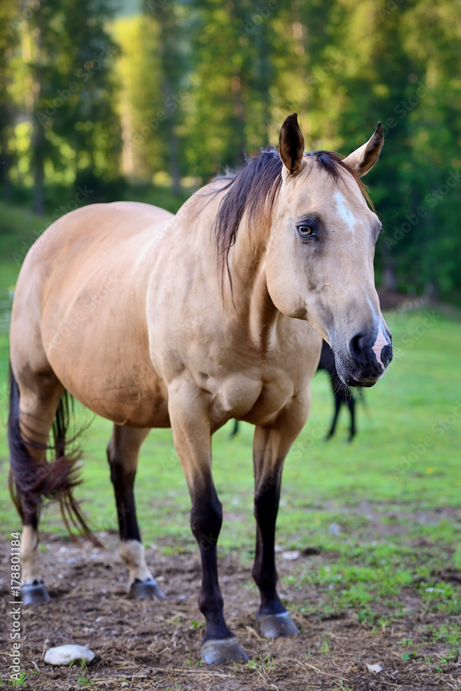 Horse on nature. Portrait of a horse, brown horse Horse on nature. Portrait of a horse, brown horse