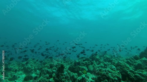 massive school of Red-toothed triggerfish (Odonus niger) swim over coral reef in blue water, Indian Ocean, Maldives
 photo