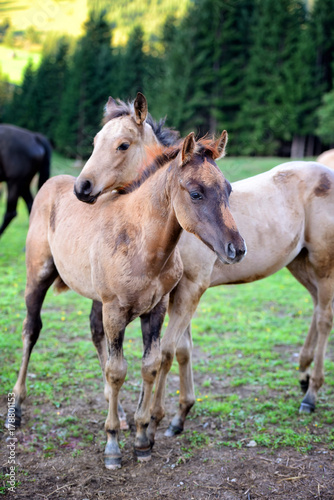 Fototapeta Naklejka Na Ścianę i Meble -  Two young horses together on pasturage in summer