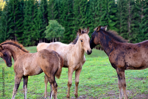 Foals on the grass field touching their heads