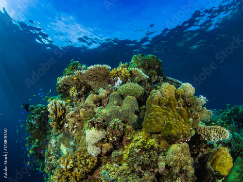 Korallen © Sascha Caballero