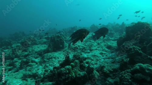 Two Midnight Snapper (Macolor macularis) over coral reef, Indian Ocean, Maldives 
 photo