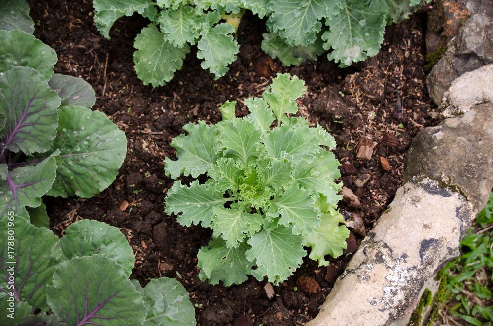 Close up top view of kale cabbage leaves. Vegetables healthy food background.Purple - green cabbage - top view Close up top view of kale cabbage leaves. Vegetables healthy food background.Purple - green cabbage - top view