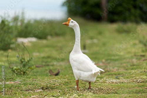 White Goose in the farm.