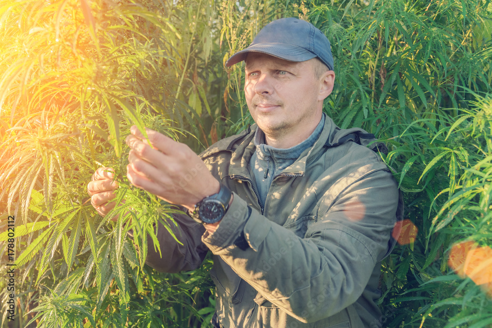 Adult man in a cap on a cannabis plantation in the sunlight