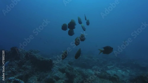 school of Redtail Butterflyfish (Chaetodon collare) swim over coral reef, Indian Ocean, Maldives
 photo