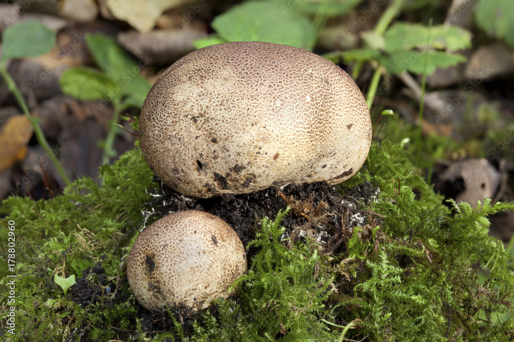 Common Earthball fungi (Scleroderma citrinum) a round ground woodland mushroom Common Earthball fungi (Scleroderma citrinum) a round ground woodland mushroom