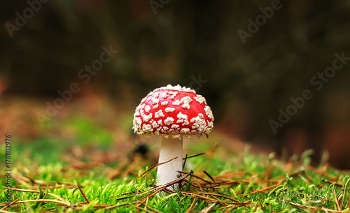 Amanita Muscaria  poisonous mushroom. Photo has been taken in the natural forest background.