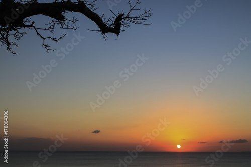 Branches in the sunset