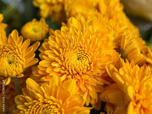 Close up gold Chrysanthemum flower.