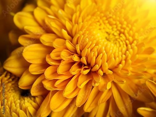 Close up gold Chrysanthemum flower.