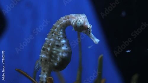 Seahorse on the blue background of the water column, medium shot. Hippocampus in aquarium Barcelona. photo