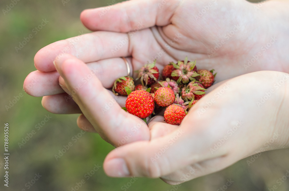 Obraz premium Berries of forest strawberries in hands