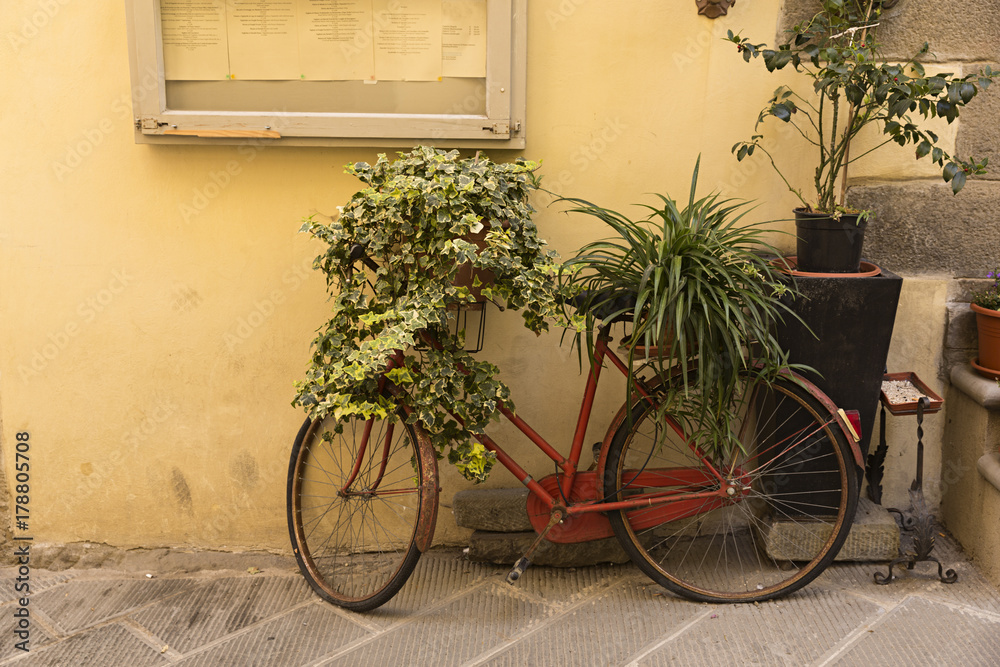 Bicicleta antigua con plantas.
