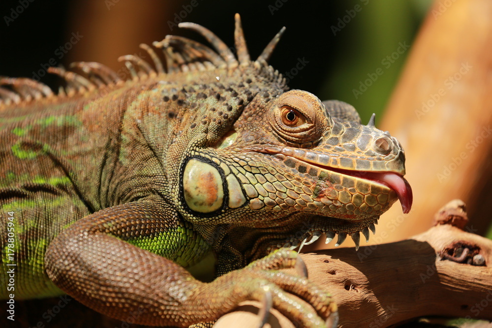Fototapeta premium Iguanas tongue