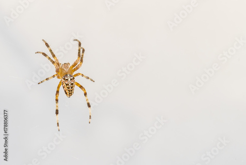 garden spider closeup. Araneus diadematus. Diadem spider