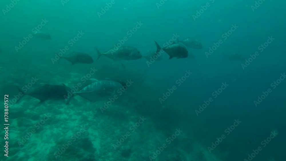 school of Giant trevally (Caranx ignobilis) in the blue water, Indian Ocean, Maldives
school of Giant trevally (Caranx ignobilis) in the blue water, Indian Ocean, Maldives