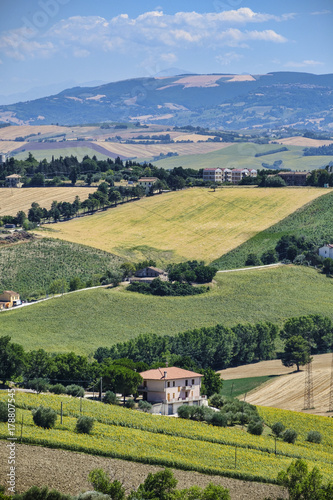 Summer landscape in Marches (Italy) near Belvedere Ostrense
