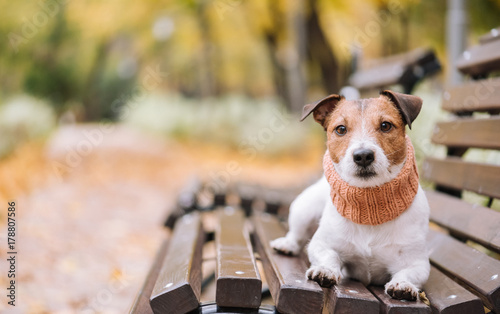 Fototapeta Naklejka Na Ścianę i Meble -  Dog wearing cozy muffler on bench at nice autumn park