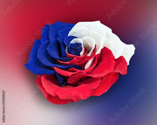 A beautiful, large rose with white, blue and red petals. Tricolor of Pan-Slavic countries and regions. A blurry, isolated background. 