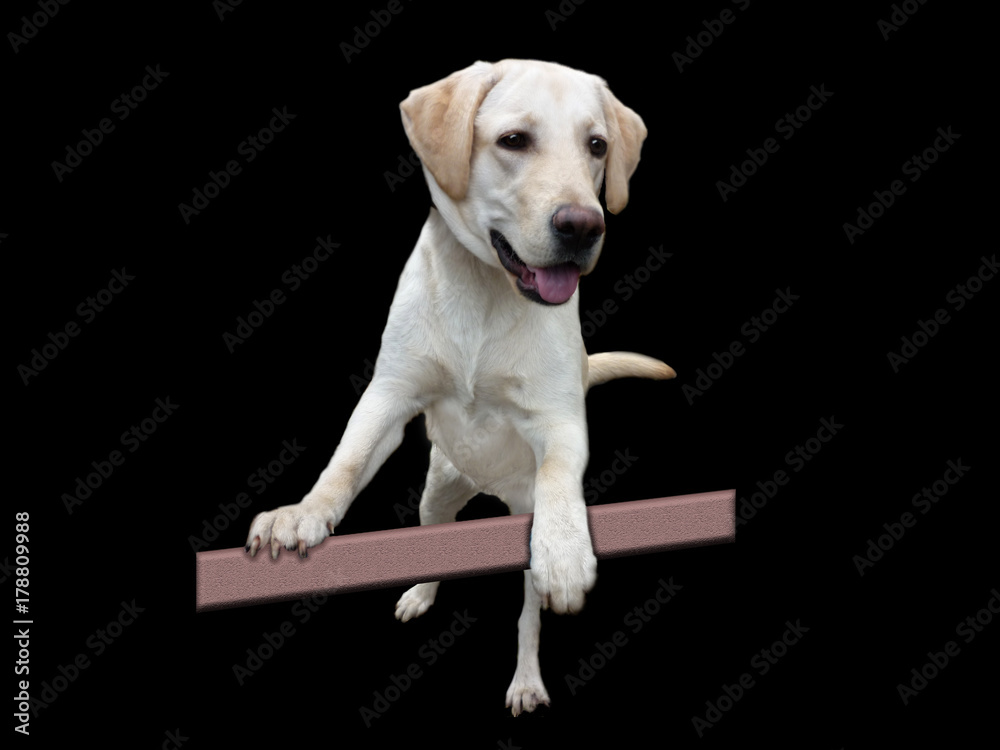 dog LABRADOR isolated on black background dog LABRADOR isolated on black background