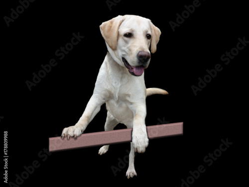 dog LABRADOR isolated on black background