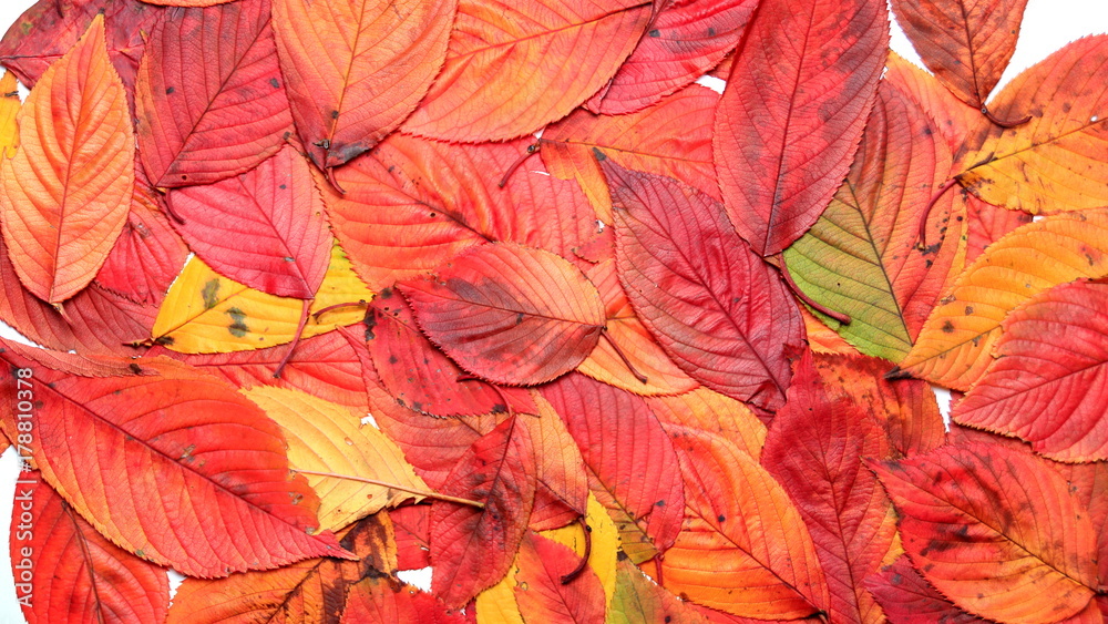 紅葉 紅葉