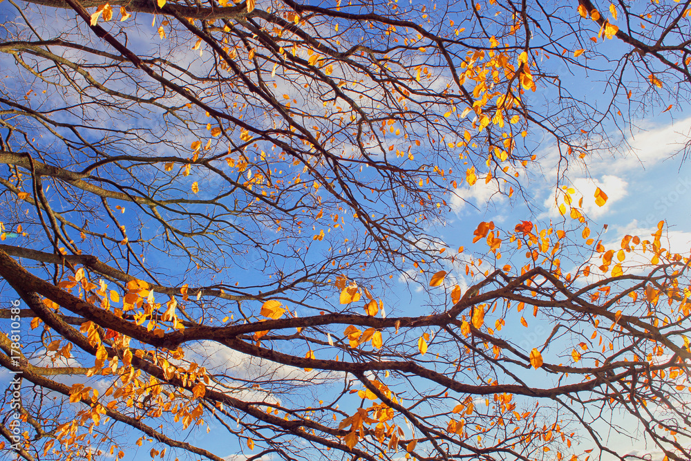 Branch of trees with yellow leaves against the blue cloudy sky. Theme of autumn. Branch of trees with yellow leaves against the blue cloudy sky. Theme of autumn.