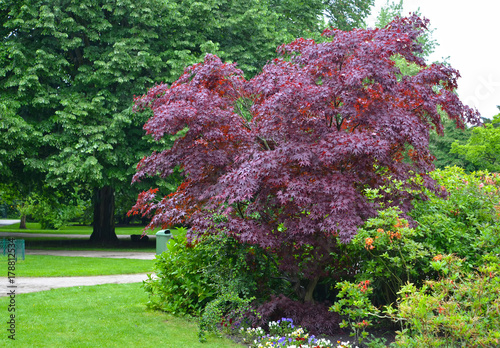 Maple acutifoliate 