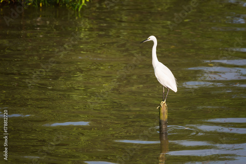 Great White Egret wading slowly through the mangroves.Thailand. © bubbers