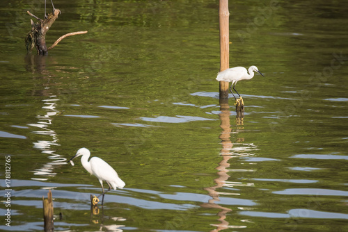 Great White Egret wading slowly through the mangroves.Thailand. © bubbers