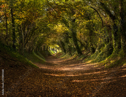 Tree Tunnel in Autumn / fall near Halnaker, Sussex