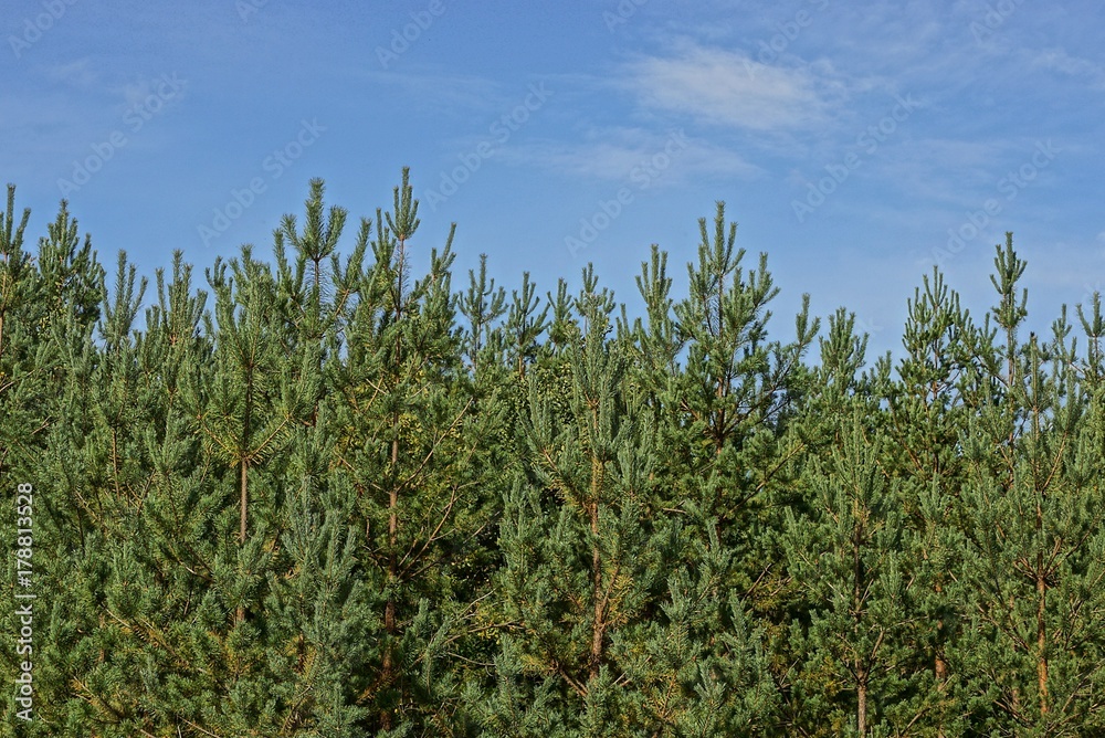 много высоких зелёных  сосен на опушке леса на фоне неба 