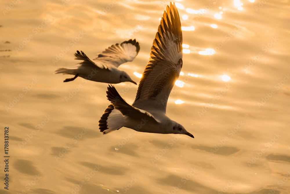 Naklejka Flying Seagull taking food from the sea at Bangpoo.Thailand.