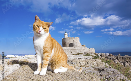 Rodos Adası Kedisi photo