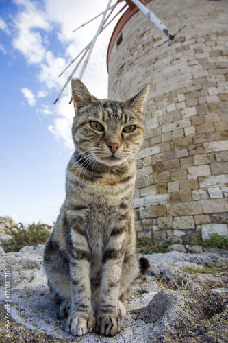 Rodos Adası Kedisi