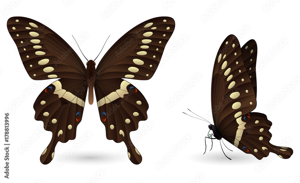 Fototapeta premium Set of colorful butterflies. Front and side view