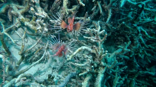 two Spotfin Lionfish - Pterois antennata on a coral reef, Indian Ocean, Maldives
 photo